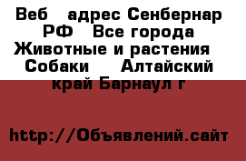 Веб – адрес Сенбернар.РФ - Все города Животные и растения » Собаки   . Алтайский край,Барнаул г.